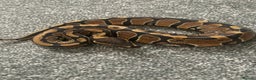 Python Snake reptiles for sale: Albino & 66% Het Pied Royal Python (Ball Python) - Advert 3