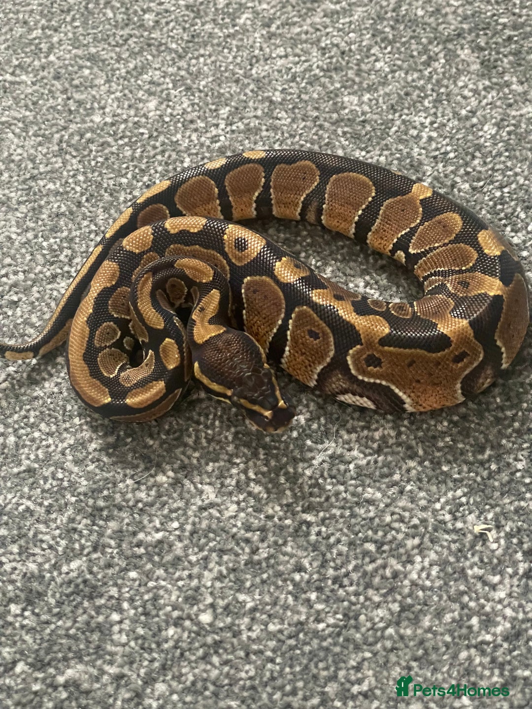 Python Snake reptiles for sale: Albino & 66% Het Pied Royal Python (Ball Python) - Image 5