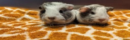 Guinea Pig rodents for sale: Two girls and three boys - Advert 2