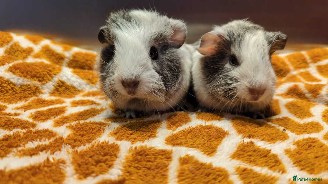 Guinea Pig rodents for sale: Two girls and three boys - Advert 2
