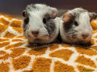 Guinea Pig rodents Two girls and three boys - Advert 14