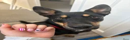 Mixed Breed dogs for sale: Kelpie x Border Collie 11 Month Old Puppy Rehome  - Advert 8