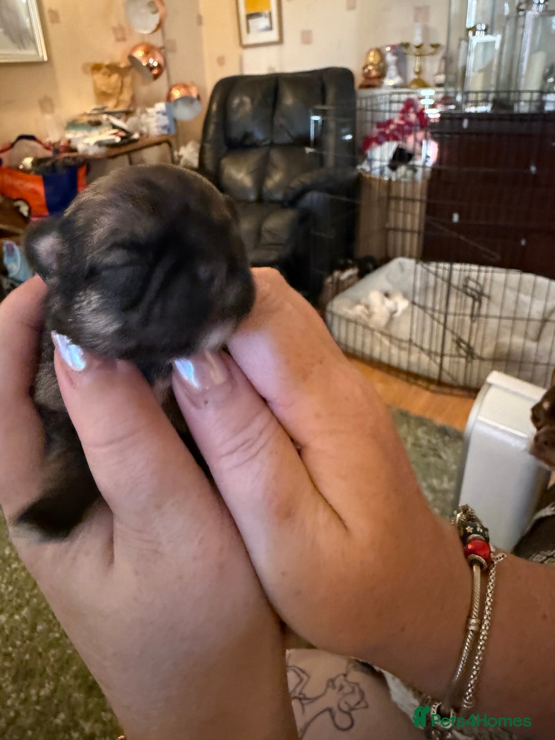 Shih Tzu dogs for sale: 3 shitzu puppies needing new forever homes - Advert 7