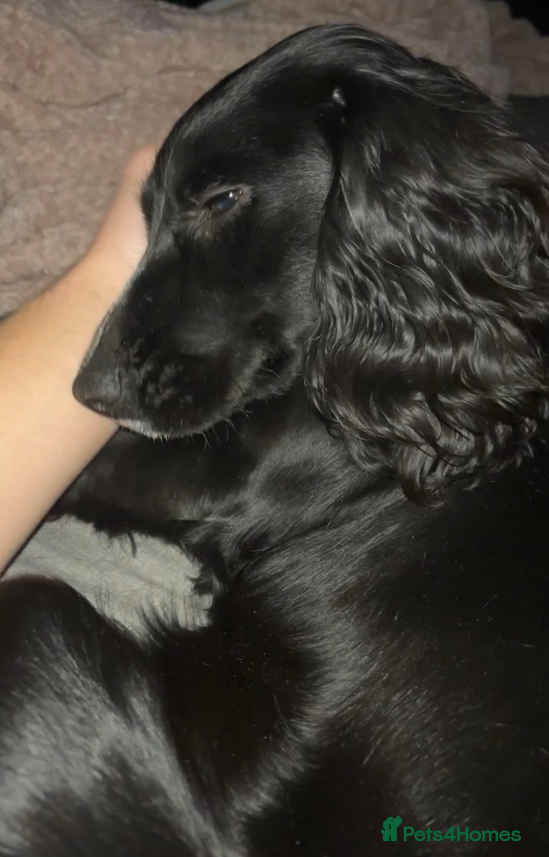 Cockapoo dogs for sale: Adorable F1B Cockapoos❤️💙 🐾 - Advert 26