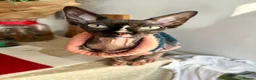 Sphynx cats for sale: Sad rehoming of our Sphynx cat  in Fareham - Advert 3