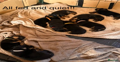 Mixed Breed dogs - Advert 11
