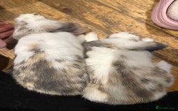 French Lop rabbits for sale: 3 gorgeous male bunnies  - Image 7