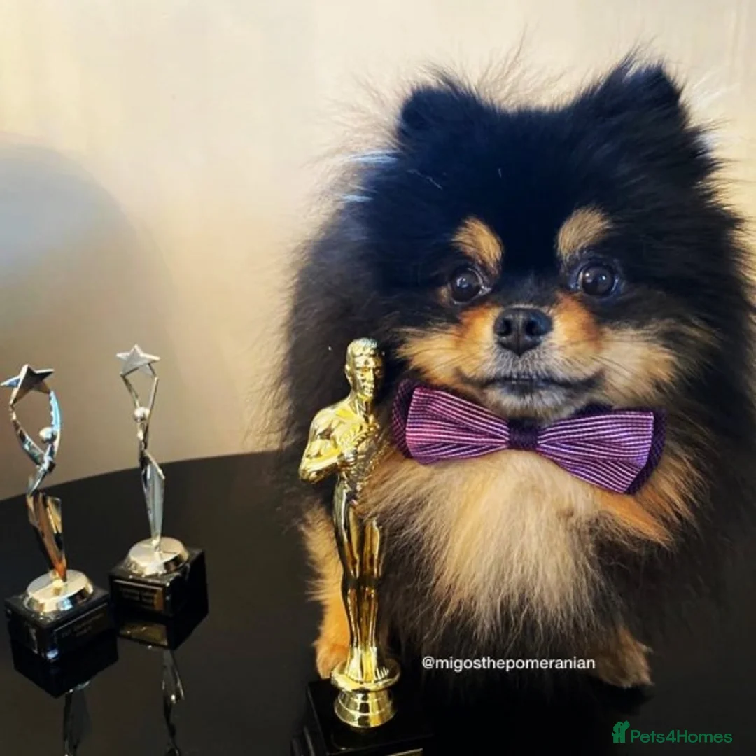 Pomeranian dogs for stud: Top Quality Champion Lines Pomeranian Stud in Ebbw Vale - Advert 16