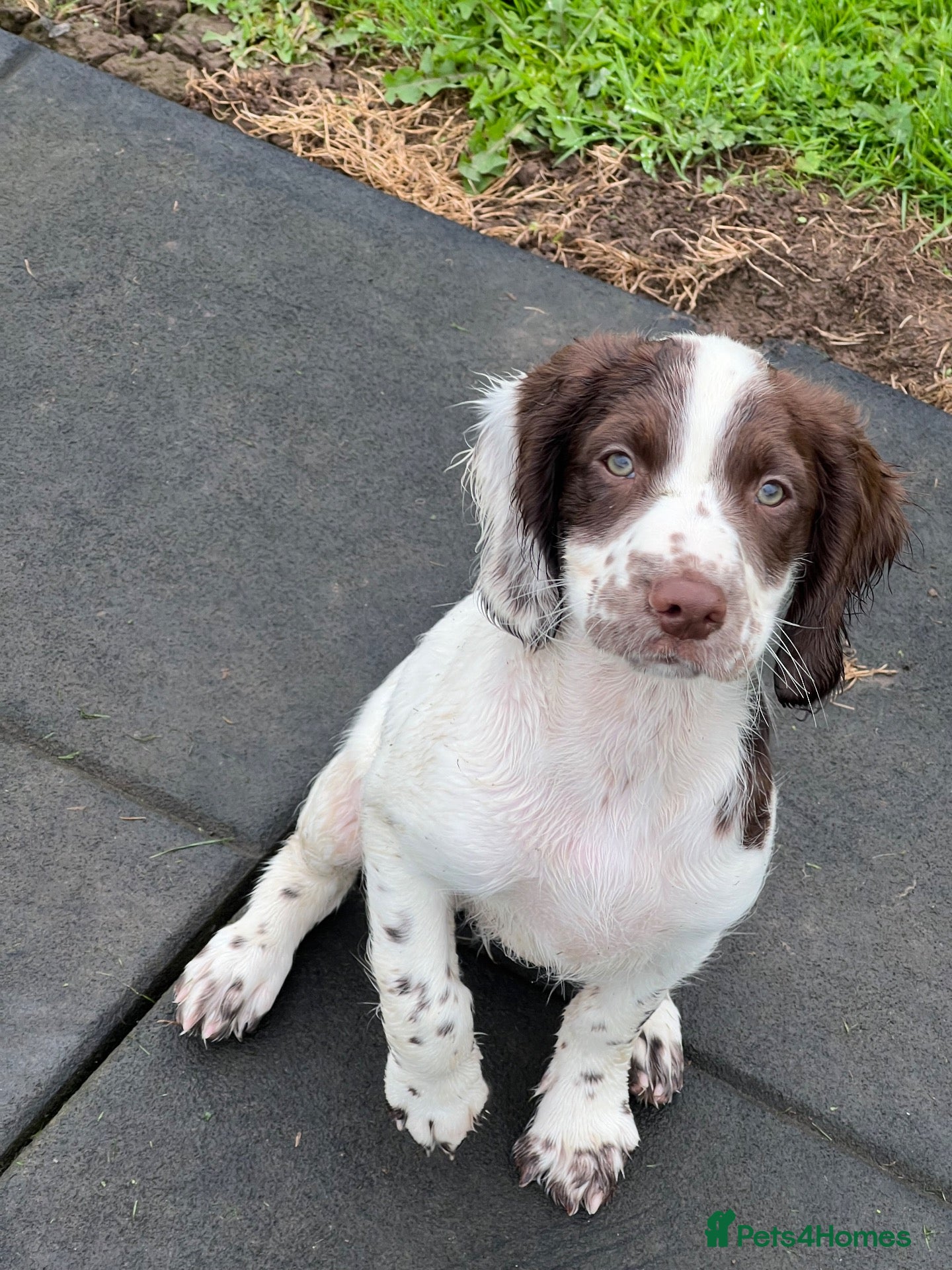 English Springer Spaniel dogs PEDIGREE HEALTH TESTED ENGLISH SPRINGER SPANIELS - Advert 1