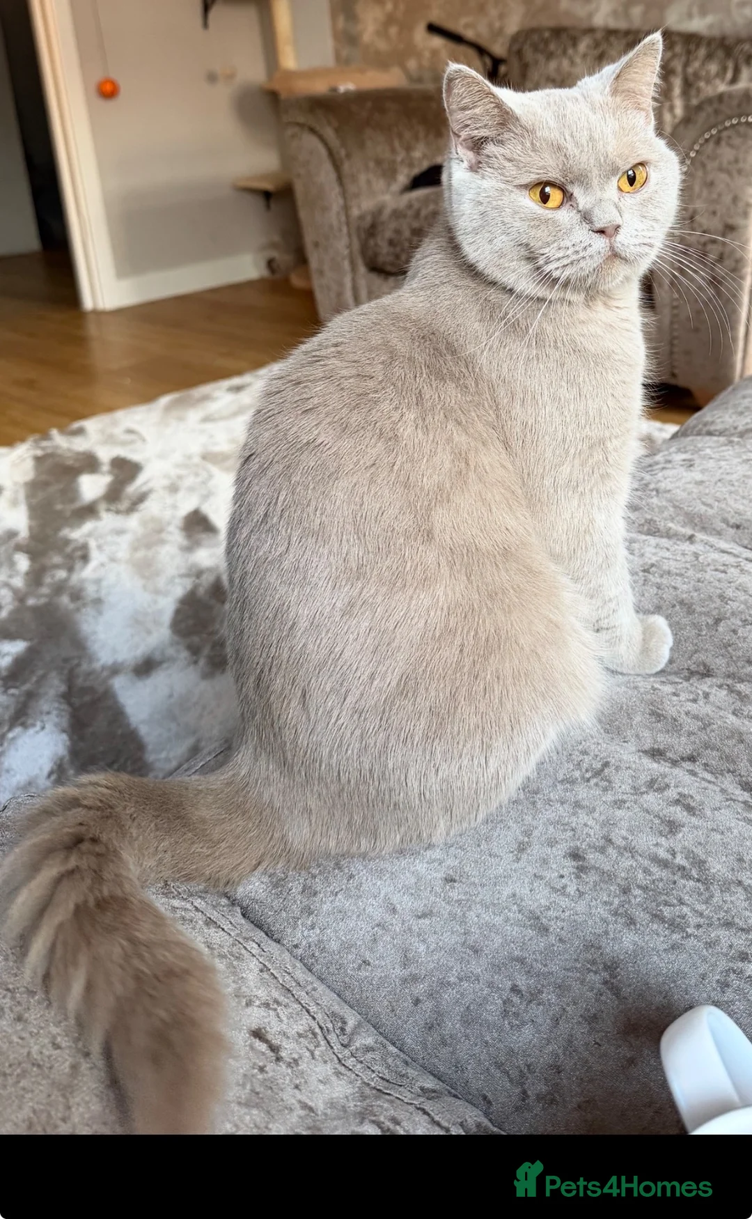 British Shorthair cats for sale: Lilac British short hair  - Advert 2