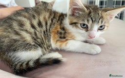 British Longhair cats for sale: 5 ADORABLE FLUFFY BRITISH LONG HAIR KITTENS - Image 13