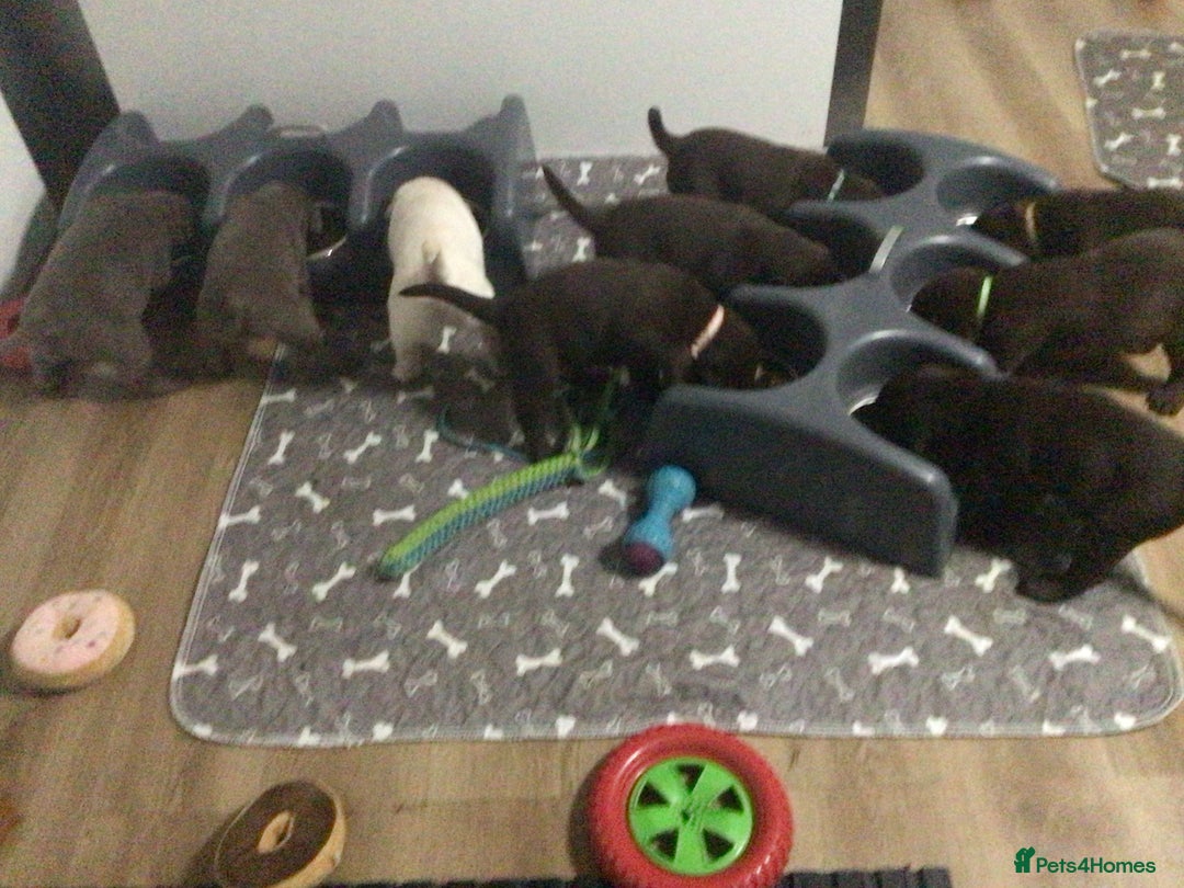 Labrador Retriever dogs for sale: Kennel club registered Labrador puppies  - Advert 3