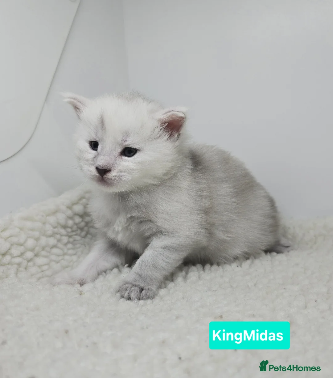 Maine Coon cats for sale: Rare Stunning Blue Shaded Maine Coon Kitten - Advert 2