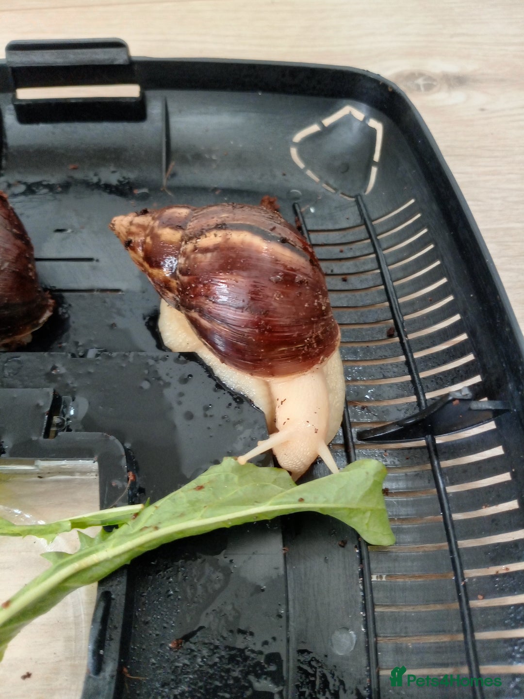Snails invertebrates for sale: 2 Giant African Land Snails with enclosure  - Image 4