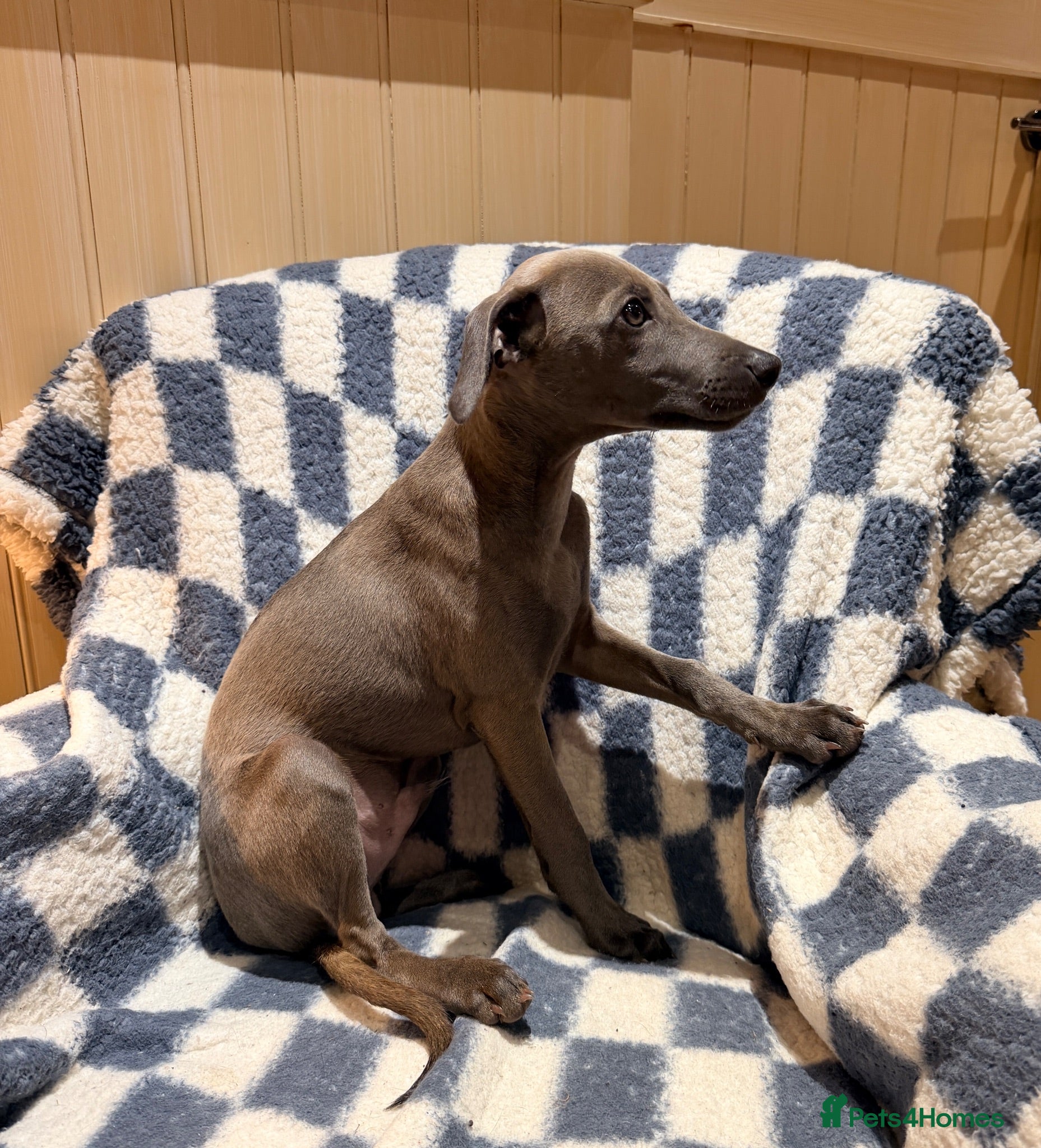 Lurcher dogs STUNNING Isabella Blue Lurcher Lead Candy! - Advert 2
