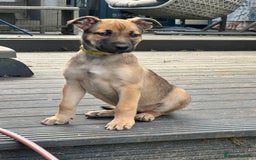 Mixed Breed dogs for sale: Only 1 females left! Stunning bullherder pups  - Advert 1