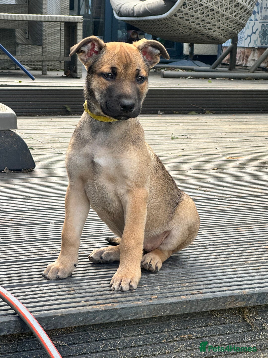 Mixed Breed dogs for sale: Only 1 females left! Stunning bullherder pups  - Advert 1
