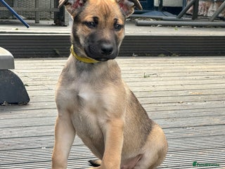 Mixed Breed dogs - Advert 2