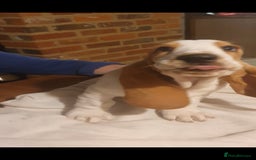 Basset Hound dogs for sale: Red and white basset boy available  - Image 8