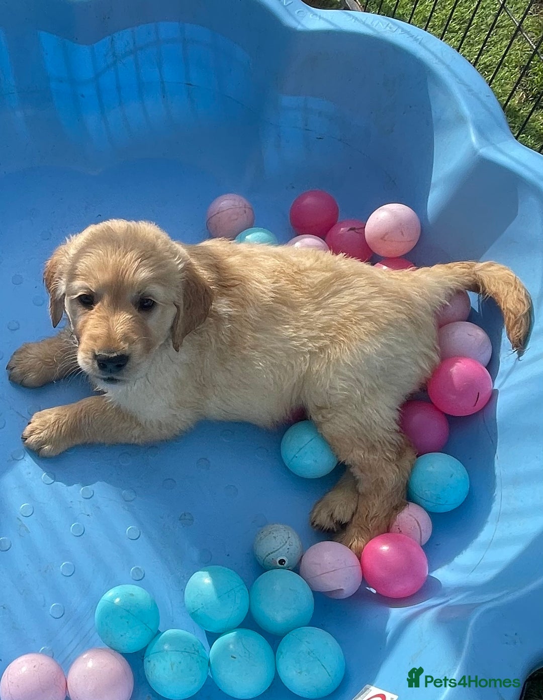 Golden Retriever dogs for sale: Golden retrievers - Image 7