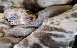 Miniature Dachshund dogs for sale: 💜Extra Dapple miniature Daschunds babys 💜 - Image 2