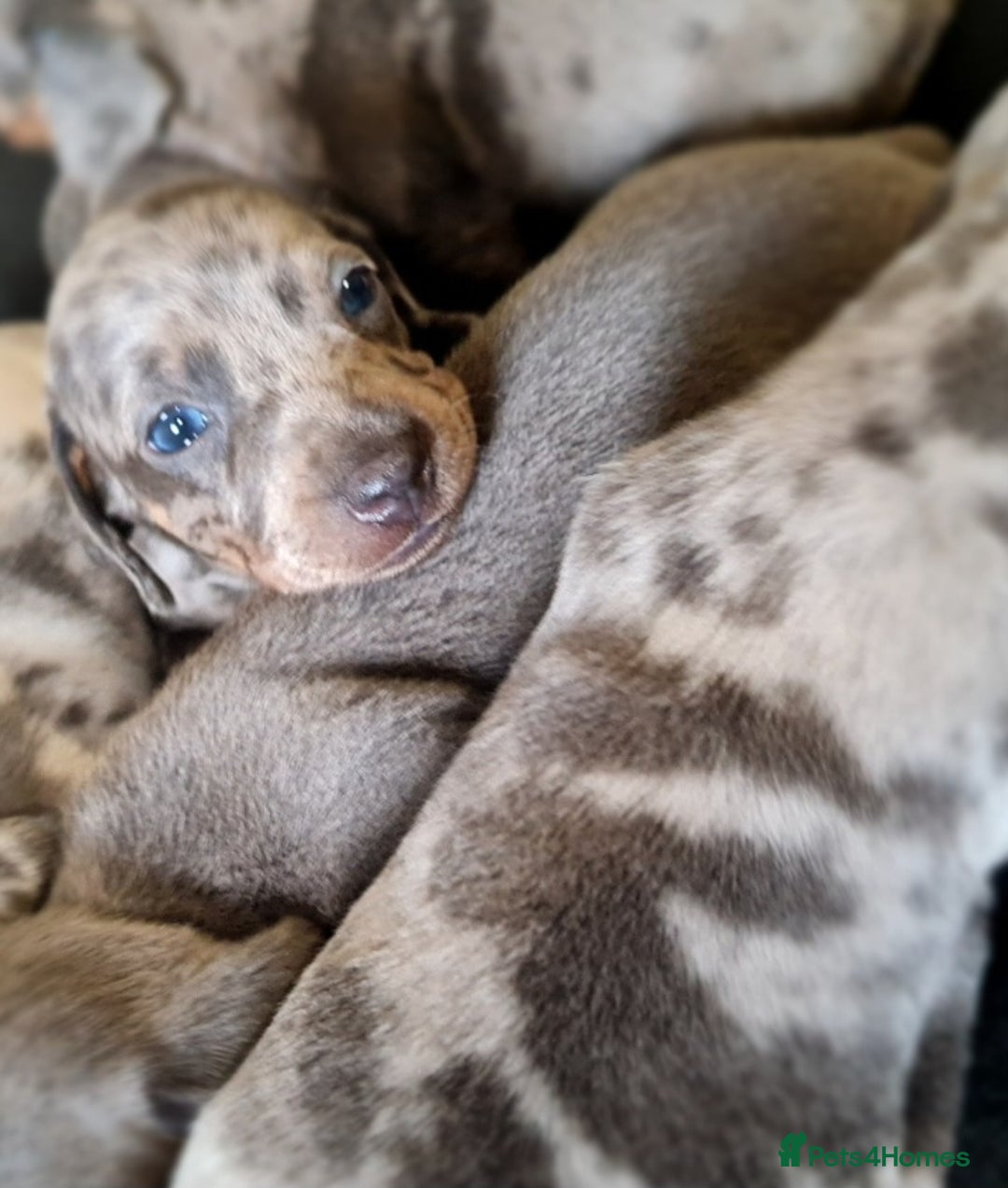 Miniature Dachshund dogs for sale: 💜Extra Dapple miniature Daschunds babys 💜 - Image 2