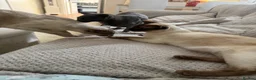 Siamese cats for sale: Meet ghost  - Advert 5