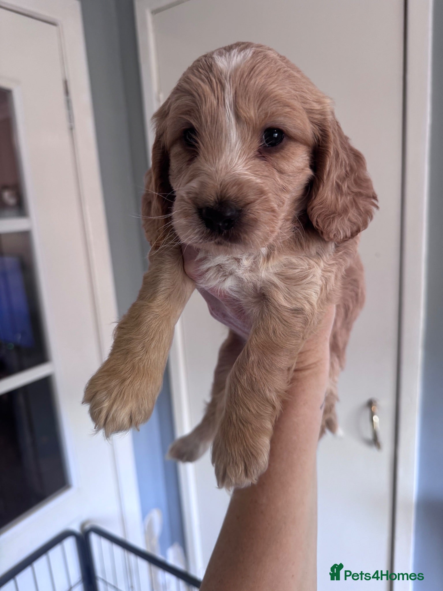 Cockapoo dogs 3 males and 3 females - Advert 12