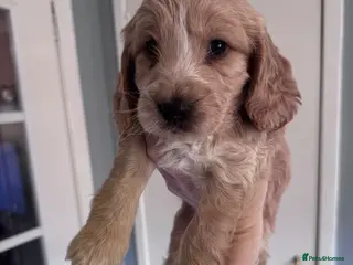 Cockapoo dogs 1 male and 1 female left - Advert 2