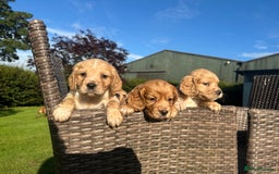 Cocker Spaniel dogs for sale: KC reg, Golden cocker spaniel pups - Image 1