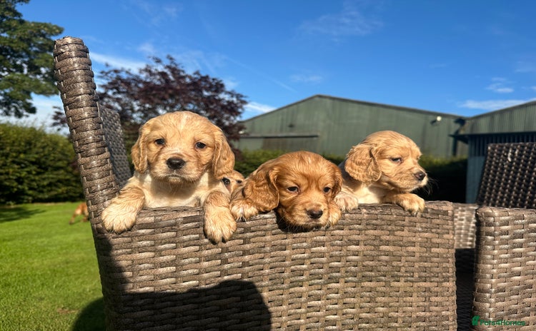 Cocker Spaniel dogs - Advert 8