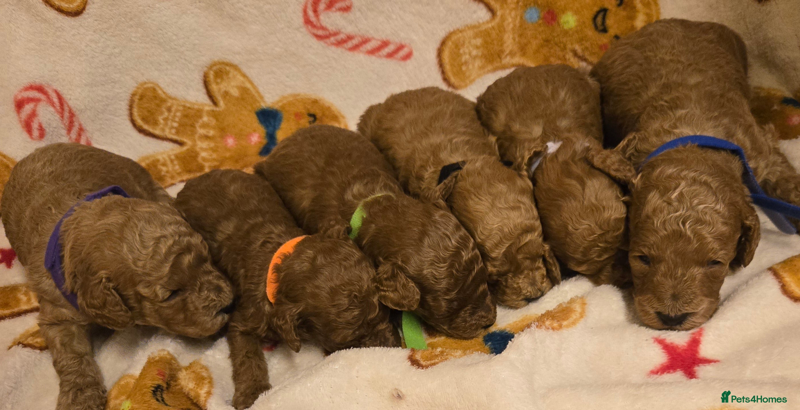 Toy Poodle dogs  Red toy poodles  - Advert 9