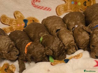 Toy Poodle dogs Red toy poodles - Advert 9