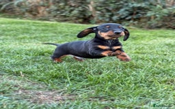 Dachshund dogs for sale: Beautiful KC smooth haired dachshund puppies  - Image 4