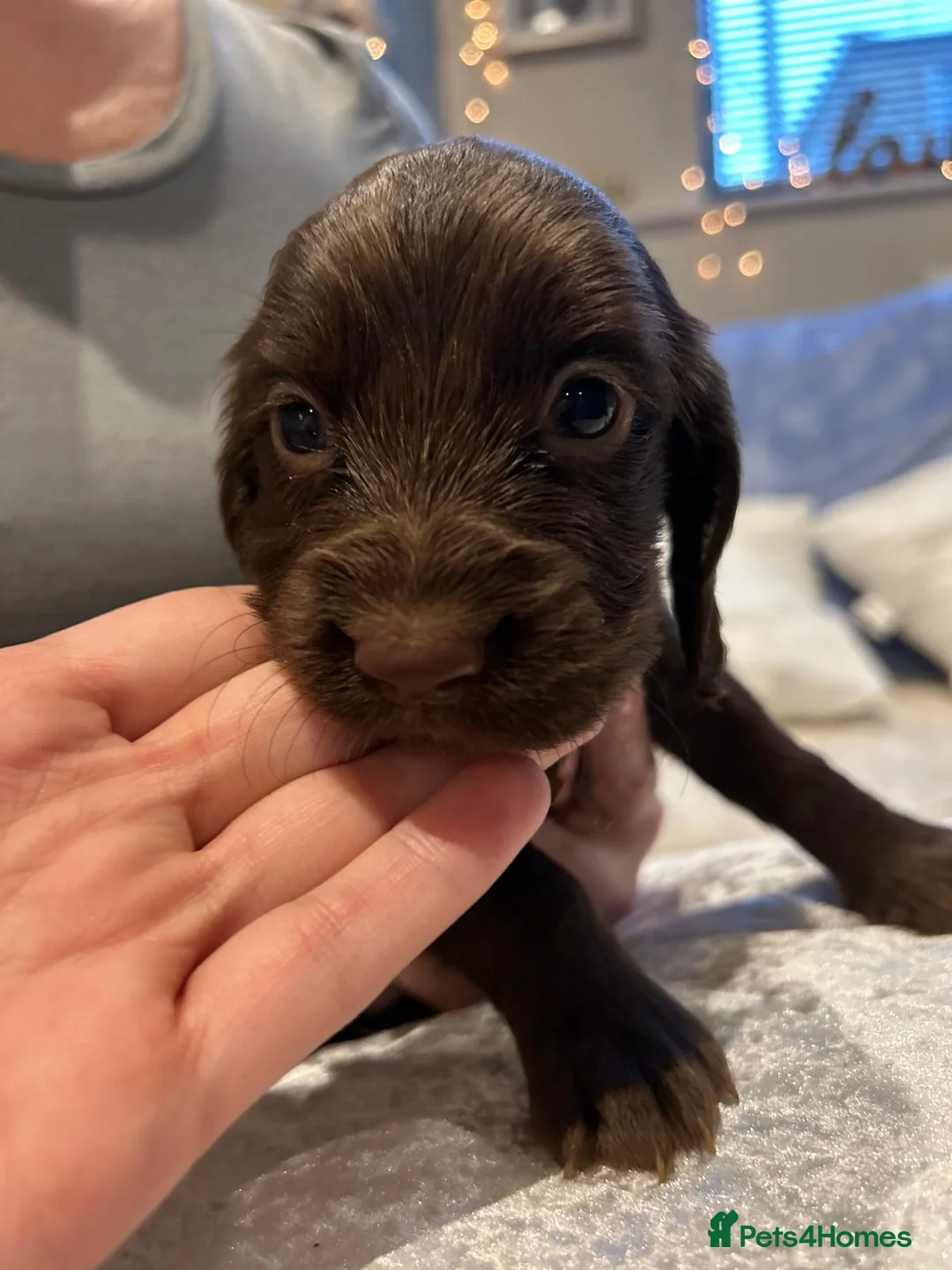Cocker Spaniel dogs for sale: Working cocker spaniel puppies  - Advert 19