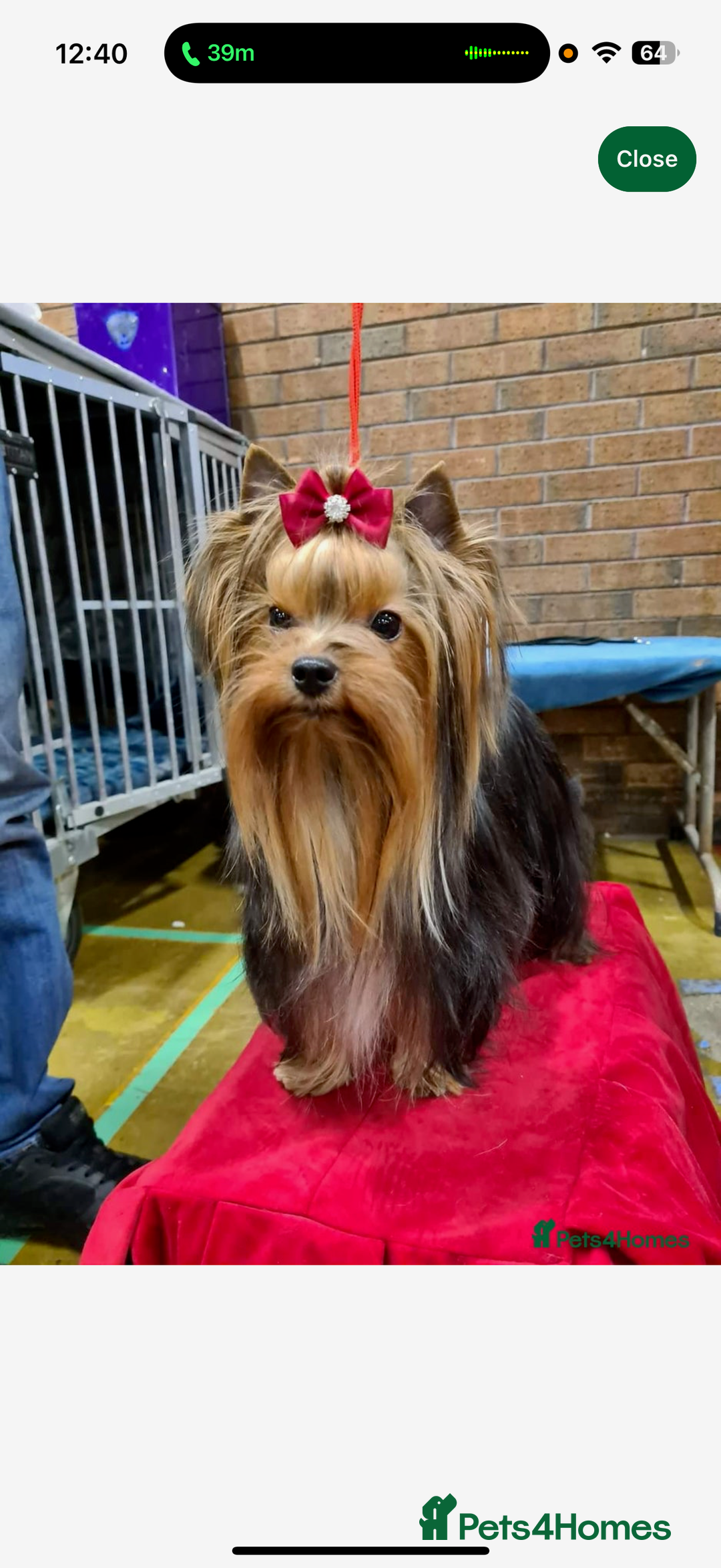 Yorkshire Terrier dogs for sale: Mini Yorkshire terrier puppies  - Image 9