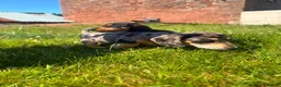 Miniature Dachshund dogs for sale: Miniature Dachshund Puppies  in Carlisle - Advert 9