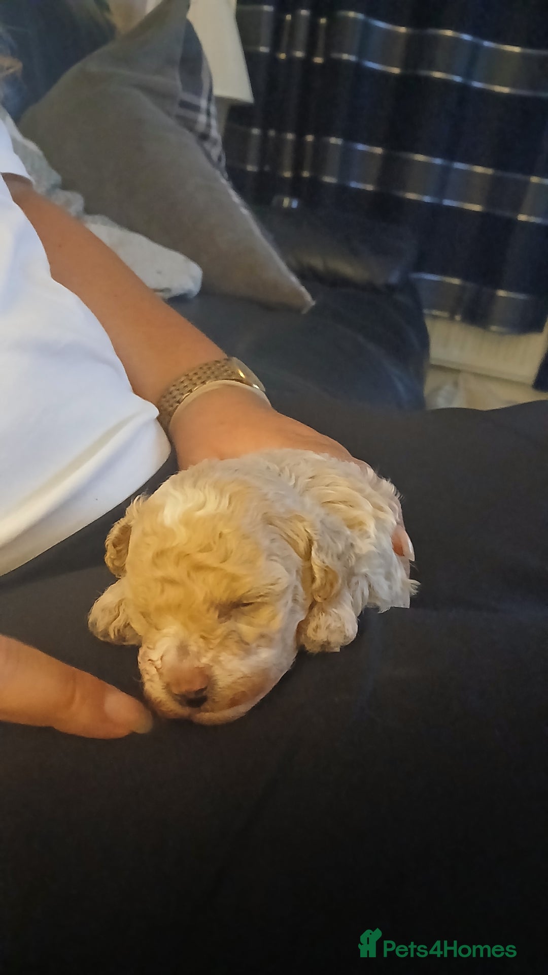 Maltipoo dogs for sale: Malitpoo  puppies  for sale in Canterbury - Image 21