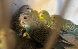 Budgerigars birds for sale: Budgies for sale, all in good health… - Image 7