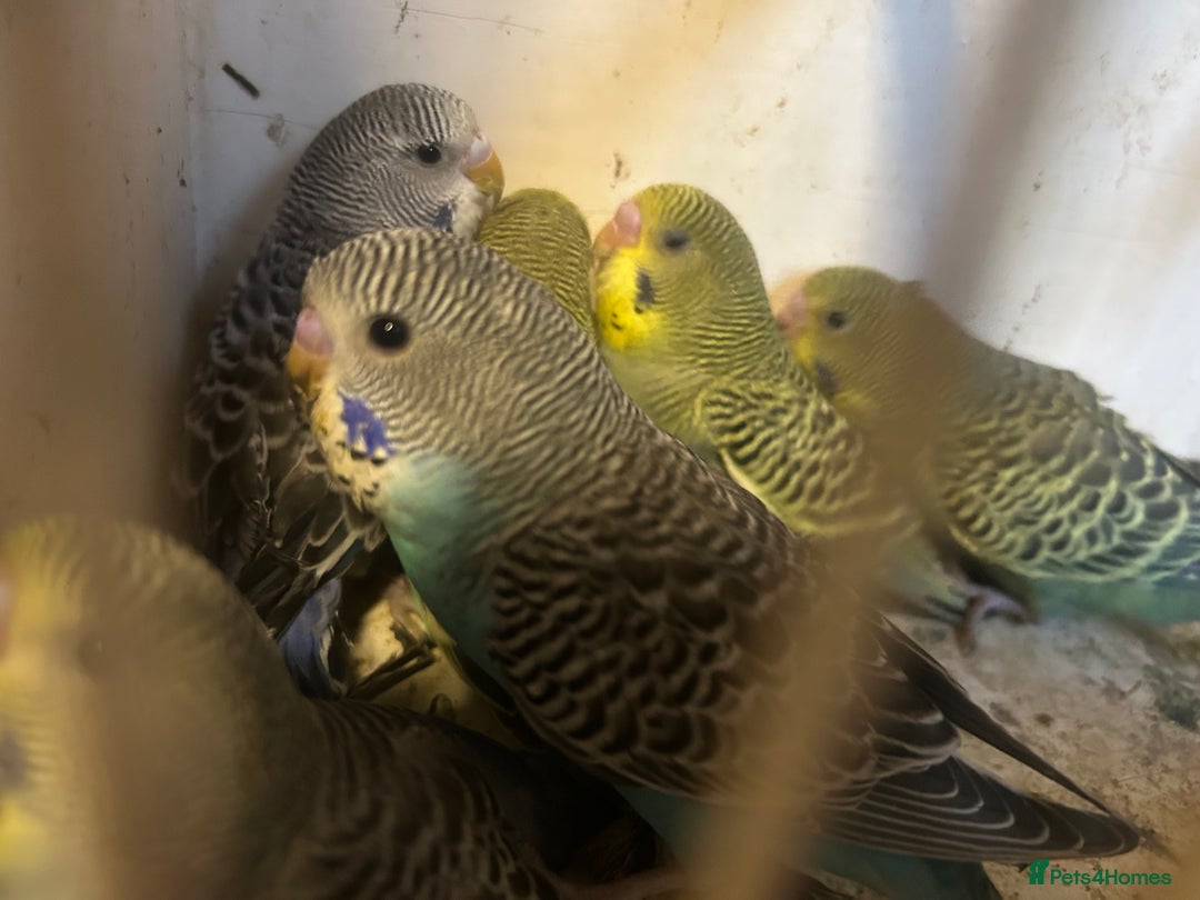 Budgerigars birds for sale: Budgies for sale, all in good health… - Image 7