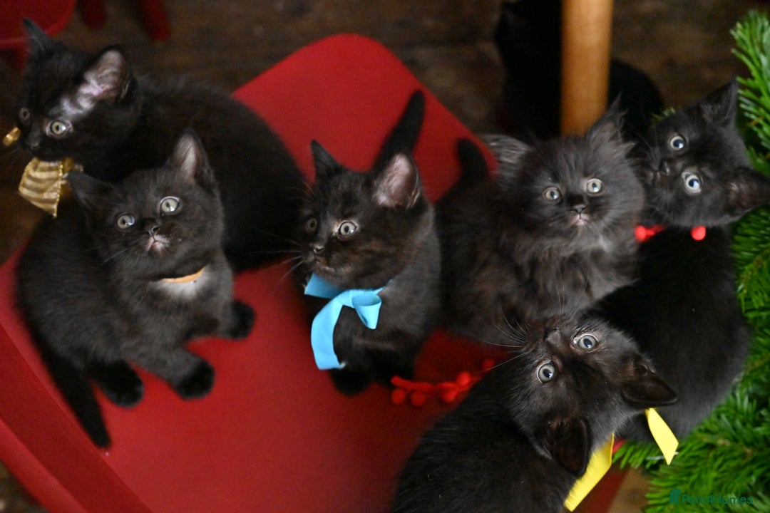 British Shorthair cats for sale: British Shorthair x Persian Kittens Available Now! - Advert 31