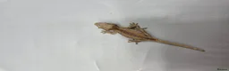 Gecko reptiles for sale: Red and orange striped gargoyle gecko  - Advert 7