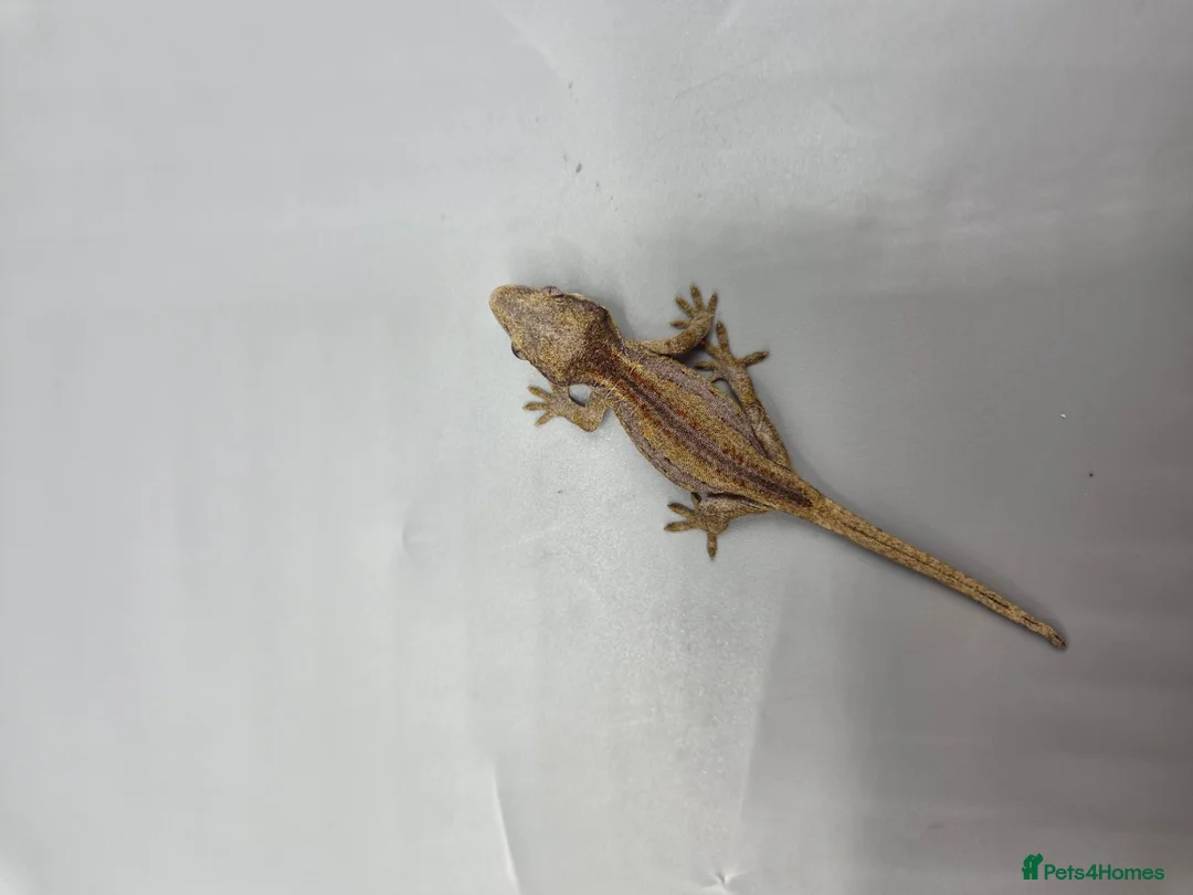 Gecko reptiles for sale: Red and orange striped gargoyle gecko  - Advert 7