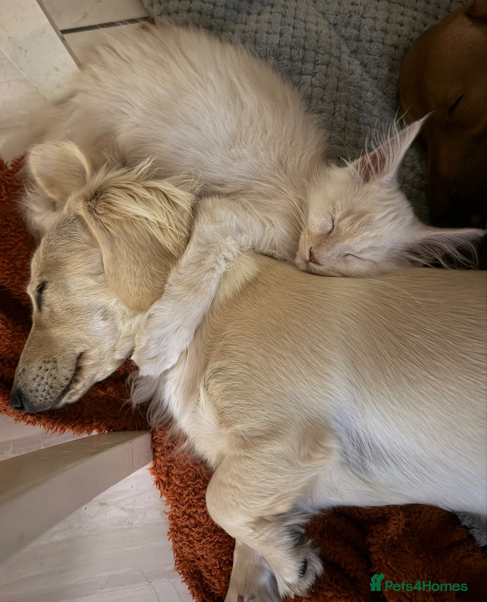 Maine Coon cats Maine Coon 3/4 Cross Kittens  - Advert 1