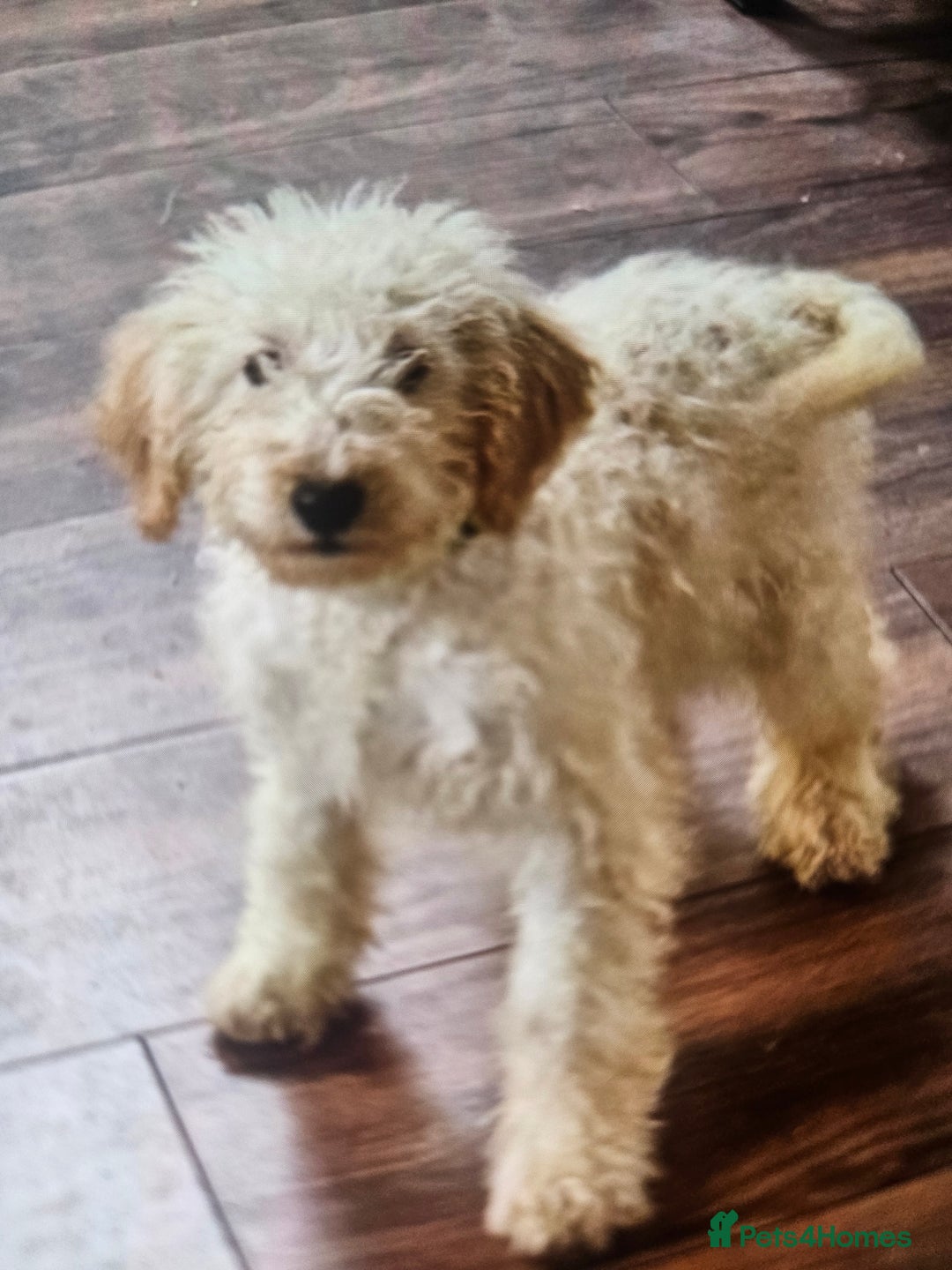 Cockapoo dogs for sale: Cockapoo - Advert 6