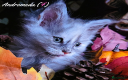 Maine Coon cats for sale: TICA Registered Kittens for Sale  - Image 22