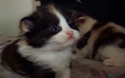 Persian cats for sale: Perfect little 3/4 Persian kittens 🐱  - Advert 8