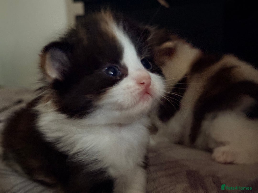 Persian cats for sale: Perfect little 3/4 Persian kittens 🐱  - Advert 8