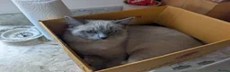 Ragdoll cats for sale: Ragdoll for rehoming 10 months old - Advert 9