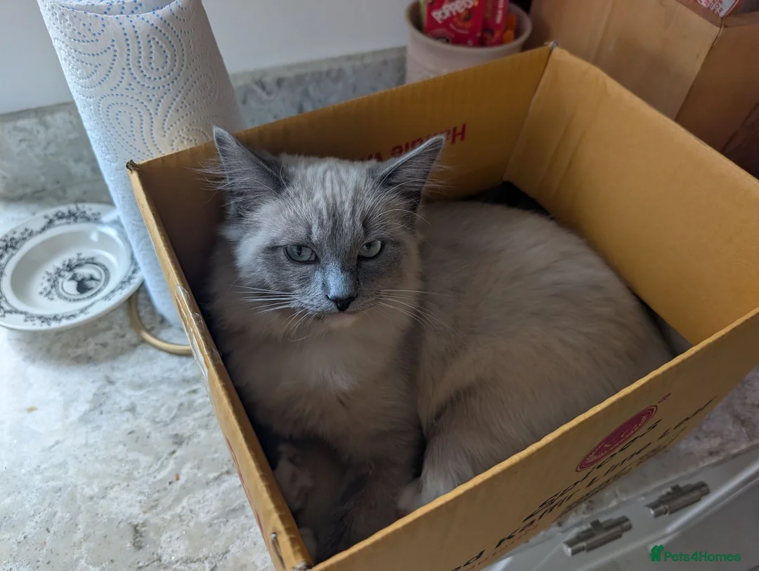 Ragdoll cats for sale: Ragdoll for rehoming 10 months old - Advert 9